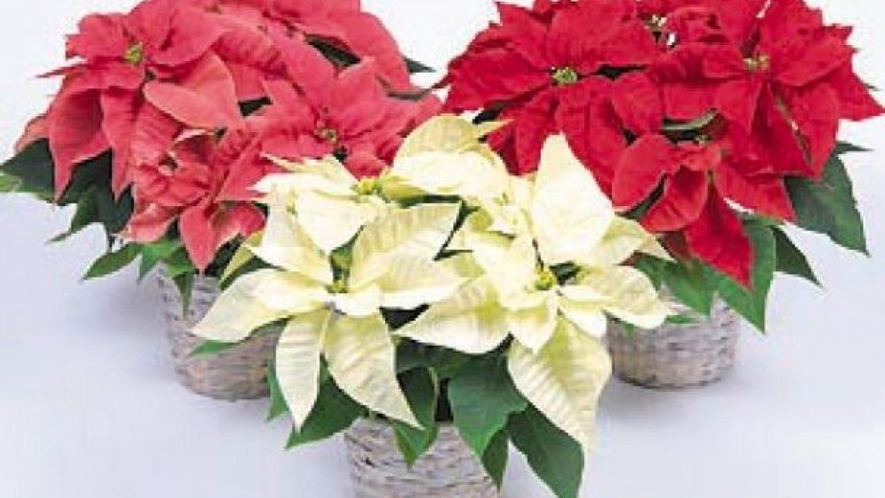 Far Rifiorire La Stella Di Natale.Natale Coldiretti 20 Mln Di Stelle Da Salvare Dopo Le Feste Newsfood Nutrimento E Nutrimente News Dal Mondo Food