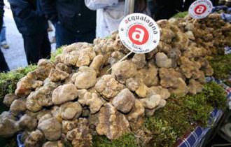 Prezzo Record Per Il Tartufo Toscano Venduto All Asta Newsfood